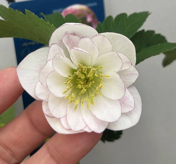 楽天市場】【現品】クリスマスローズ ウィンターシンフォニー