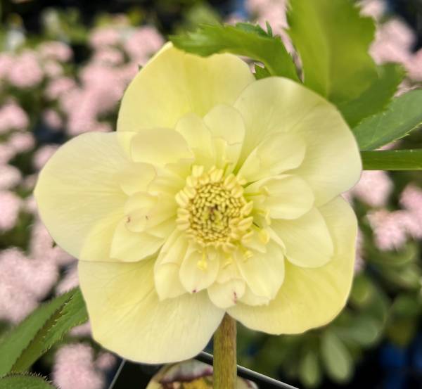 楽天市場】【現品】クリスマスローズ セミダブル咲き ホワイト系