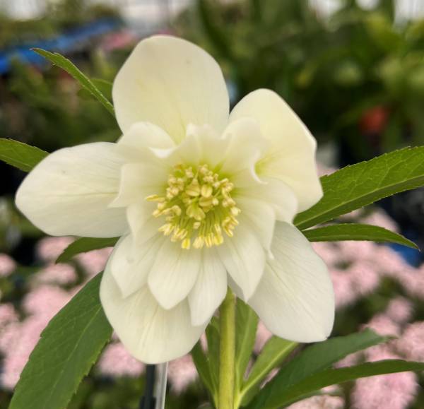 ウィンターシンフォニークリスマスローズ　ddホワイト多弁　レフレール系 ウィンターシンフォニークリスマスローズ ddホワイト多弁 レフレール系