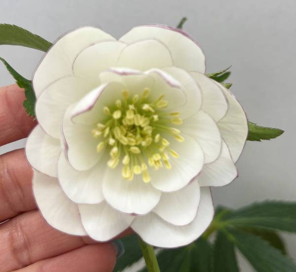 楽天市場】【現品】クリスマスローズ ウィターシンフォニー スウィング