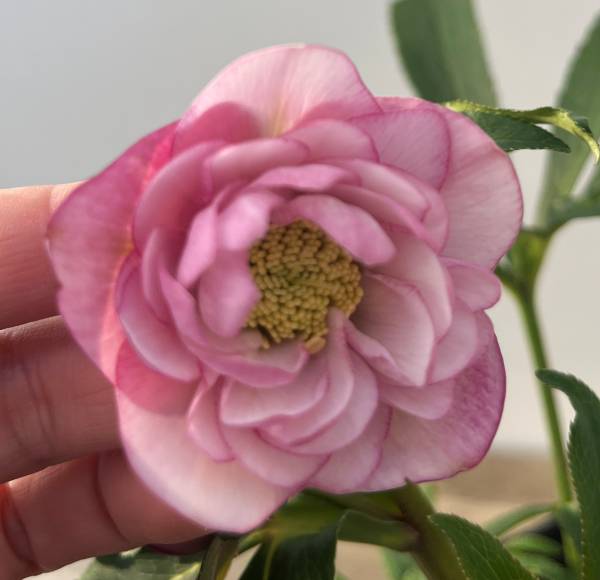 楽天市場】【現品】クリスマスローズ 一重咲き リグリクス（芳香