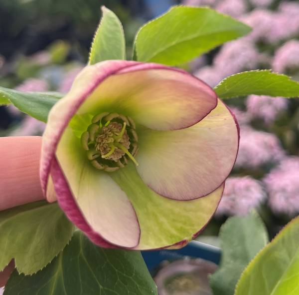 ヒ*イ様 2606グリーンリップdd(札落ち)両面リップ クリスマスローズ