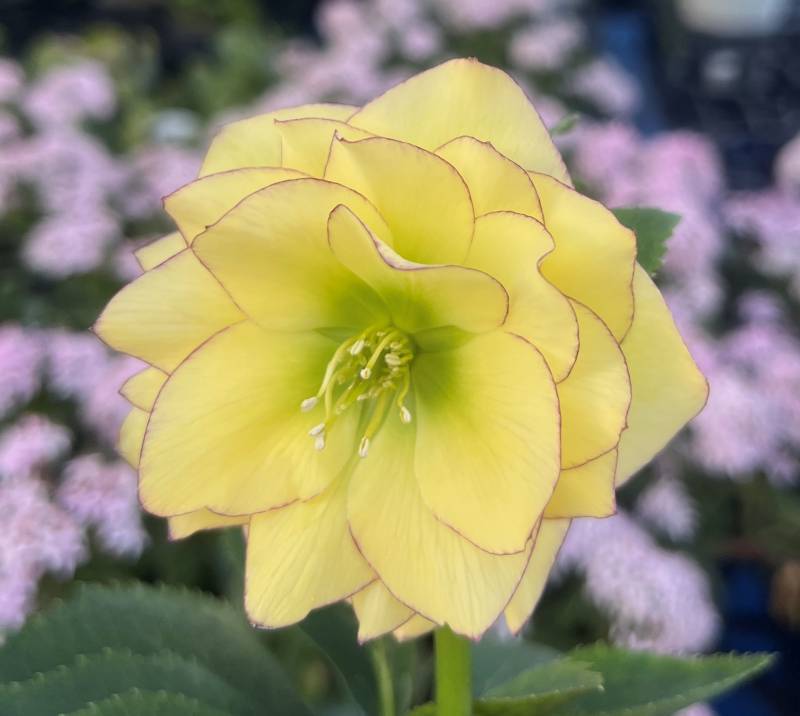 楽天市場】【現品】クリスマスローズ ダブル咲き イエロー系 糸