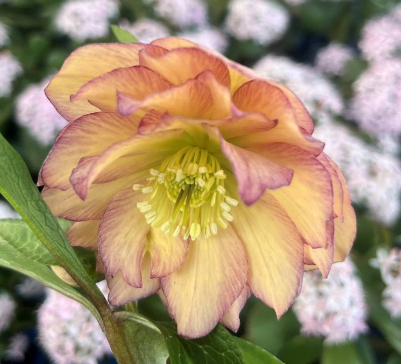 楽天市場】【現品】クリスマスローズ セミダブル咲き ピンクグリーン系