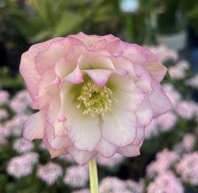 楽天市場】【現品】クリスマスローズ 多弁ダブル咲き ピンク系 大苗 7