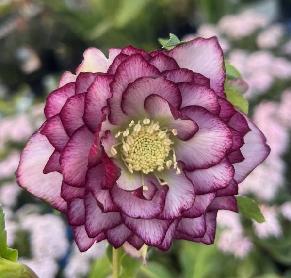 楽天市場】【現品】クリスマスローズ セミダブル咲き ホワイト系