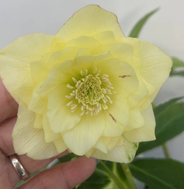 楽天市場】【現品】クリスマスローズ ピエラ ダブル咲き ホワイト系