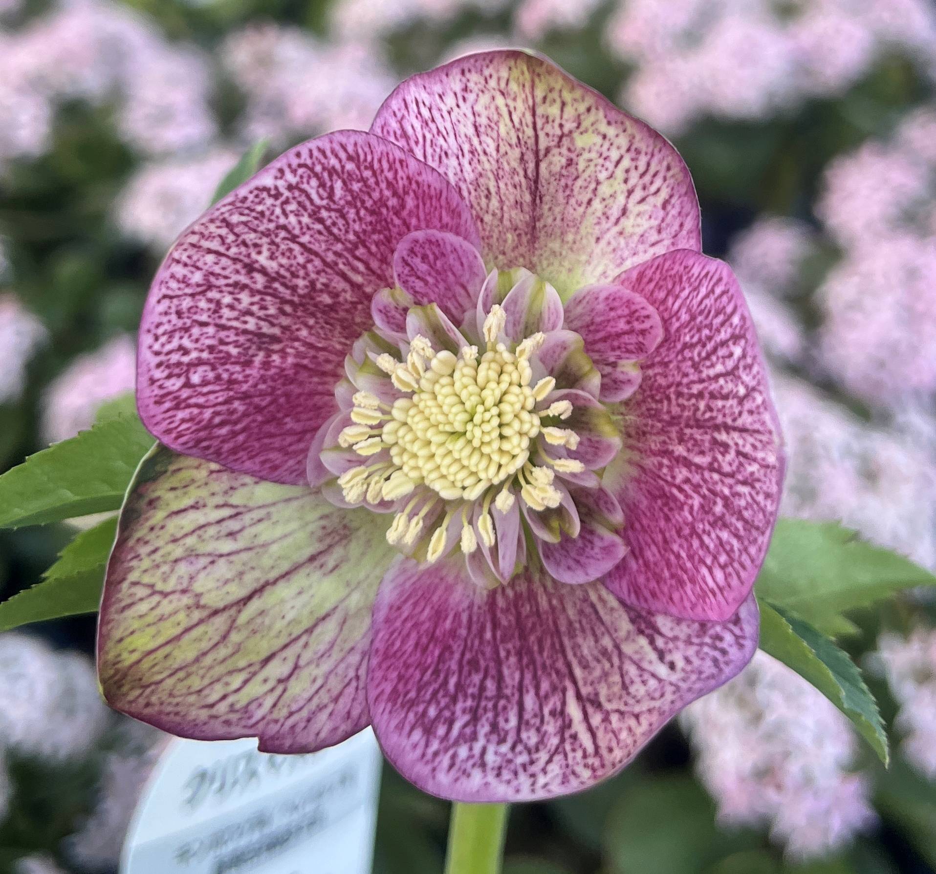 楽天市場】【現品】クリスマスローズ セミダブル咲き ピンクグリーン系