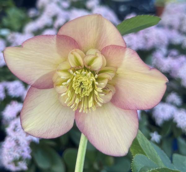 楽天市場】【現品】クリスマスローズ 一重咲き リグリクス（芳香