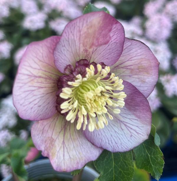 楽天市場】【現品】クリスマスローズ ダブル咲き グリーンリップ