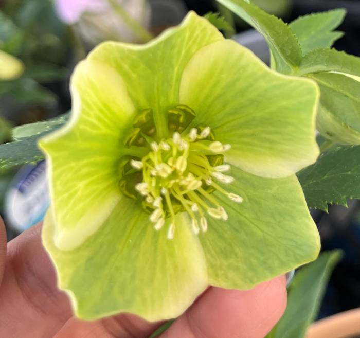 楽天市場】珍しい クリスマスローズ原種 リグリクス苗/販売/通販/種類