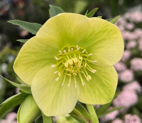 楽天市場】【現品】クリスマスローズ 一重咲き リグリクス（芳香