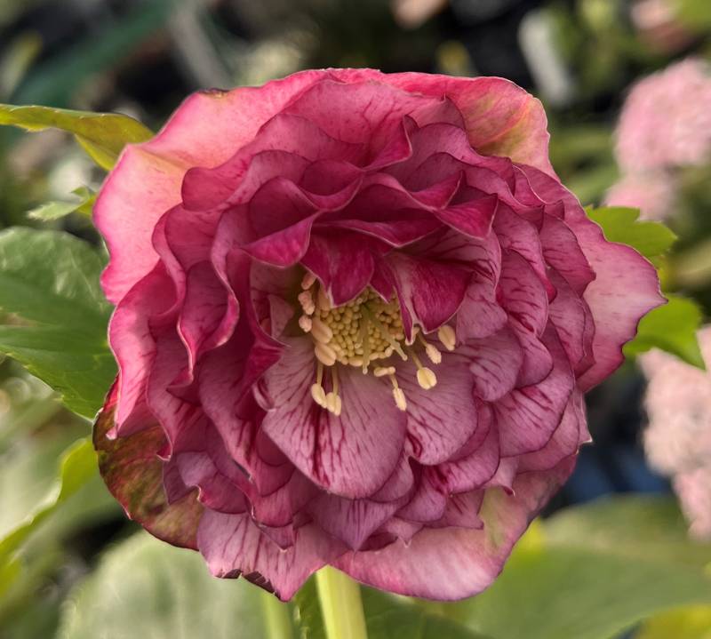 楽天市場】【現品】クリスマスローズ 多弁ダブル咲き ピンク系 大苗 7