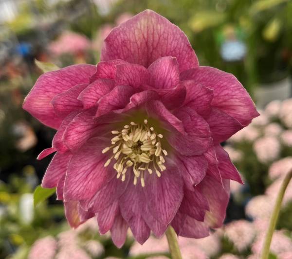 楽天市場】【現品】クリスマスローズ 多弁ダブル咲き ピンク系 大苗 7