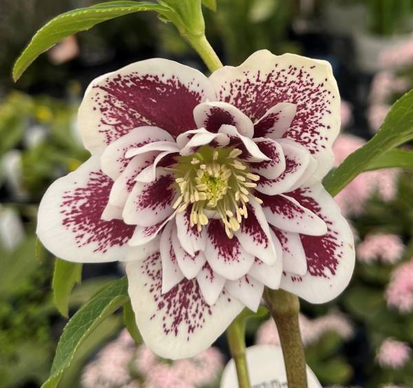 楽天市場】【現品】クリスマスローズ ダブル咲き ピコティ バイカラー