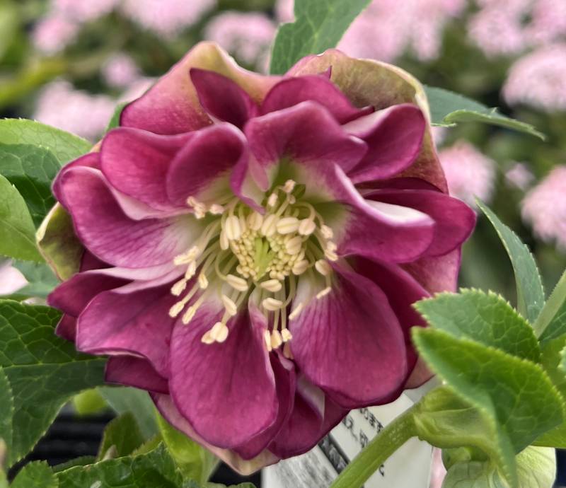 楽天市場】【現品】クリスマスローズ ダブル咲き グリーンリップ