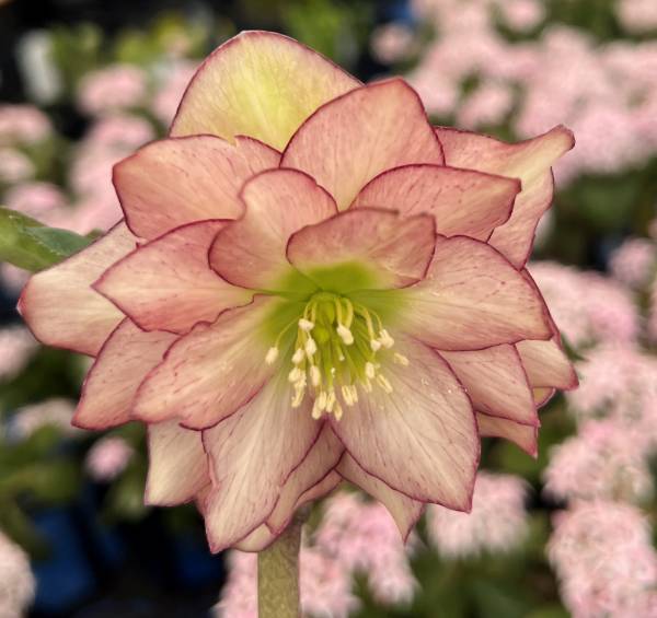 楽天市場】【現品】クリスマスローズ ウィターシンフォニー スウィング