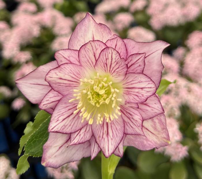 楽天市場】【現品】クリスマスローズ セミダブル咲き ホワイト系