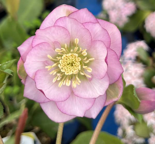 楽天市場】【現品】クリスマスローズ ダブル咲き グリーンリップ