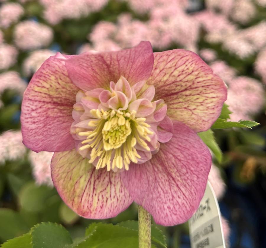 楽天市場】【現品】クリスマスローズ ダブル咲き グリーンリップ