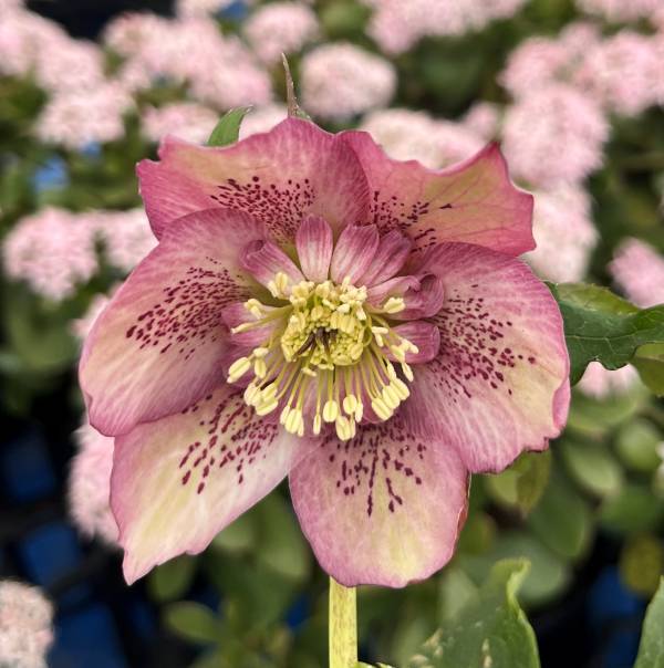 楽天市場】【現品】クリスマスローズ 一重咲き リグリクス（芳香