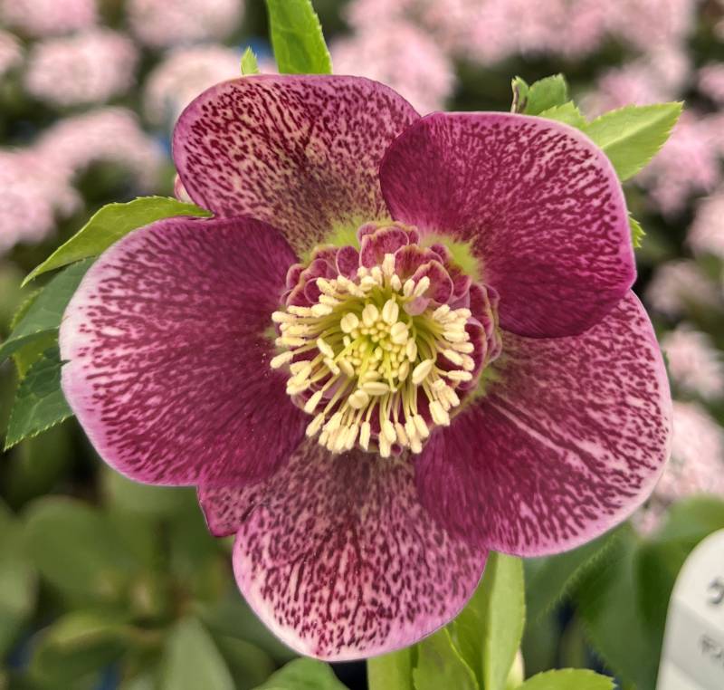 楽天市場】【現品】クリスマスローズ ダブル咲き グリーンリップ