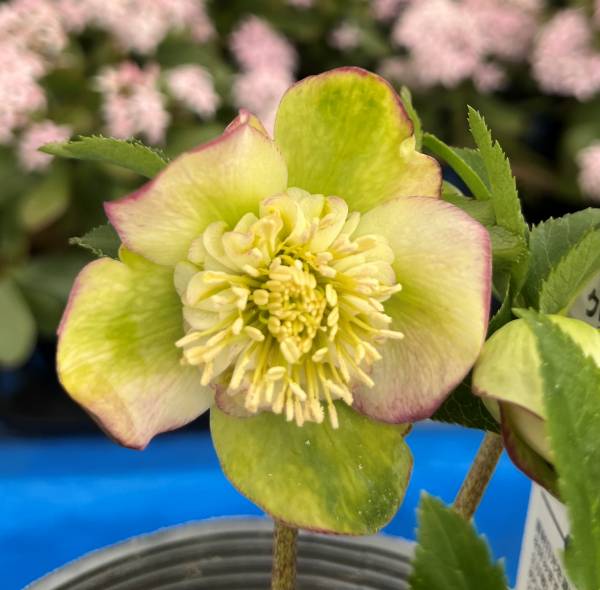 楽天市場】【現品】クリスマスローズ セミダブル咲き ピンクグリーン系