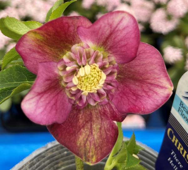 楽天市場】【現品】クリスマスローズ ダブル咲き レッド/パープル系