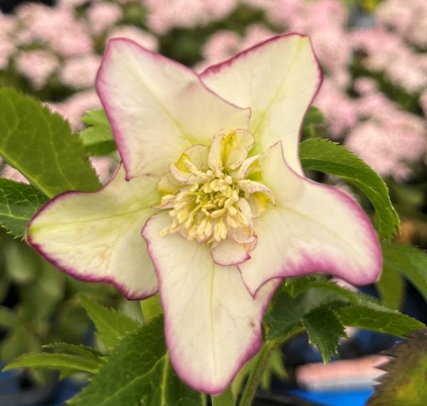 楽天市場】【現品】クリスマスローズ セミダブル咲き ホワイト系