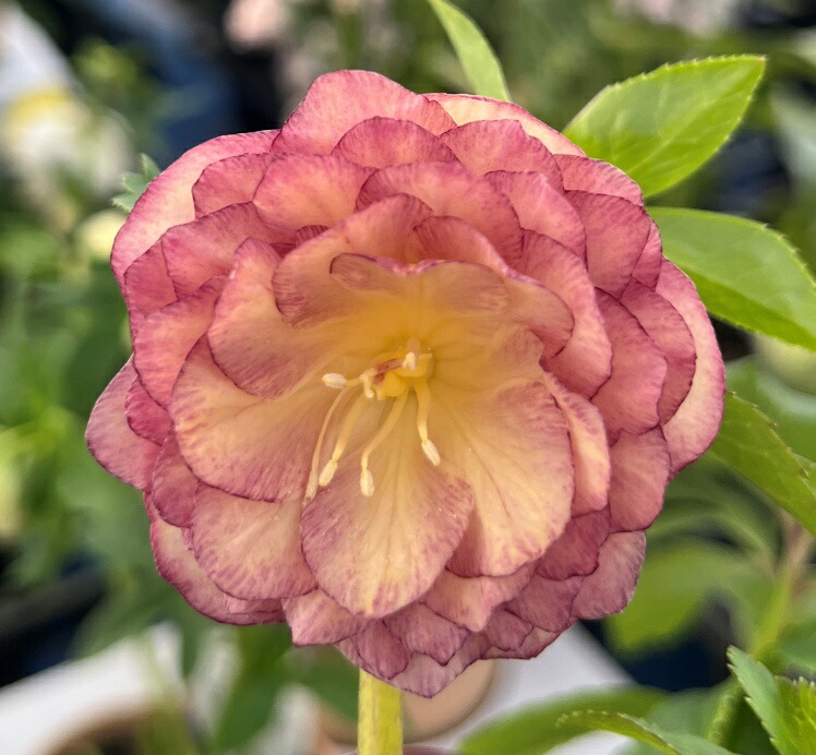 楽天市場】【現品】クリスマスローズ ダブル咲き イエロー系 5号