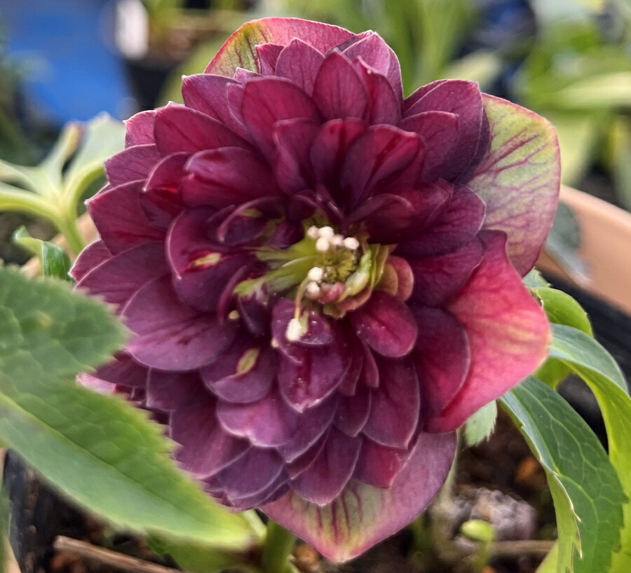 楽天市場】【現品】クリスマスローズ ウィンターシンフォニー ダブル