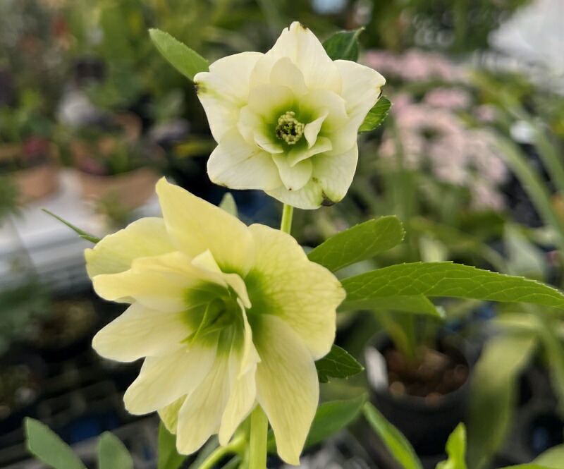 楽天市場】【現品】クリスマスローズ ウィンターシンフォニー ダブル