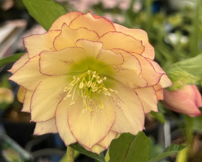 楽天市場】【現品】クリスマスローズ 多弁ダブル咲き イエロークリーム