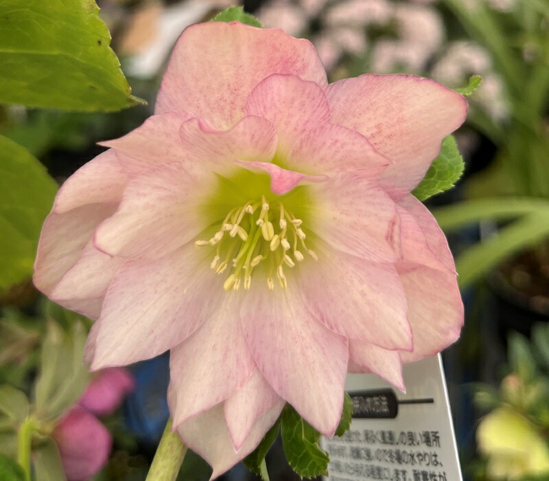 楽天市場】クリスマスローズ ダブル咲き ピンク 3号苗 実生苗 : 千草園芸