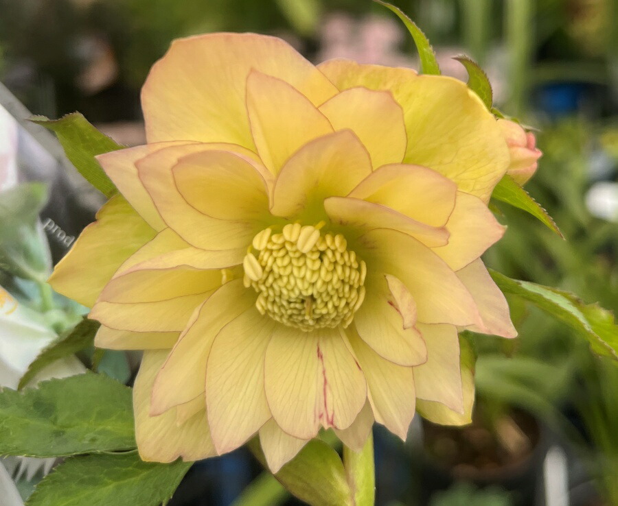 楽天市場】【現品】クリスマスローズ 多弁ダブル咲き 大株6号鉢植え