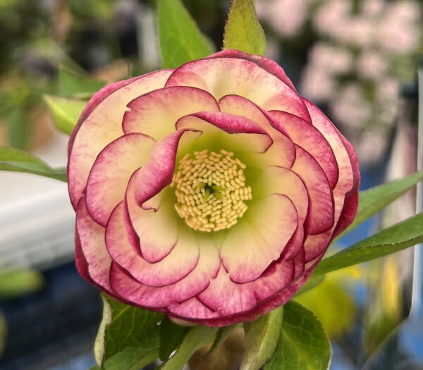 楽天市場】【現品】クリスマスローズ セミダブル咲き ホワイト系