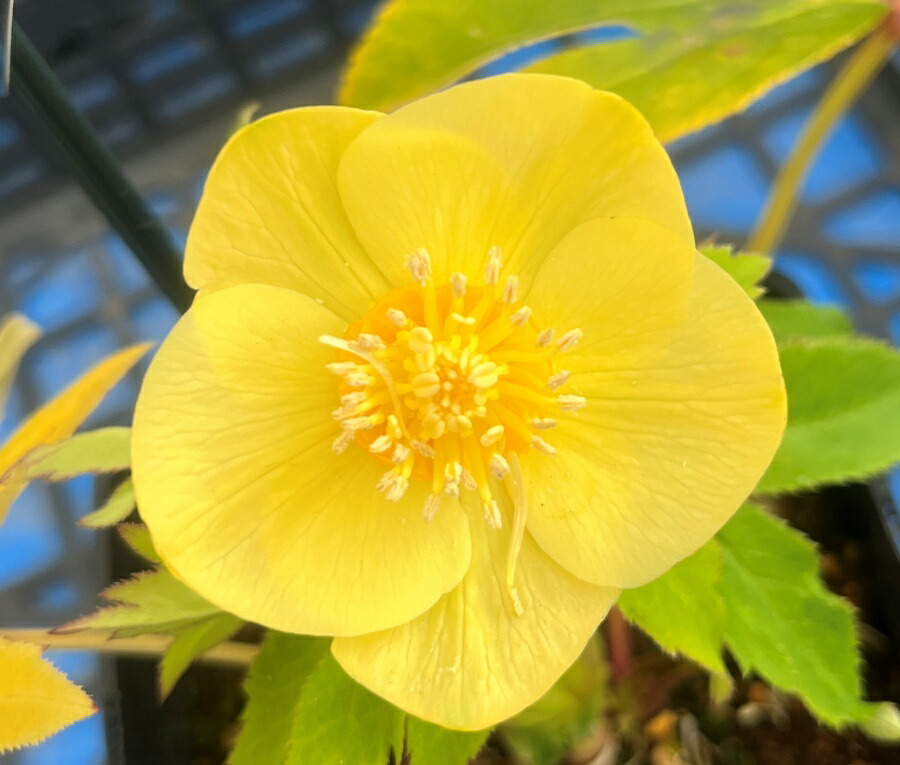 楽天市場】【現品】クリスマスローズ ダブル咲き ゴールドオーレア系 5