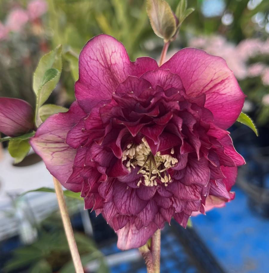 楽天市場】【自然開花株】【現品】クリスマスローズ ダブル咲き レッド