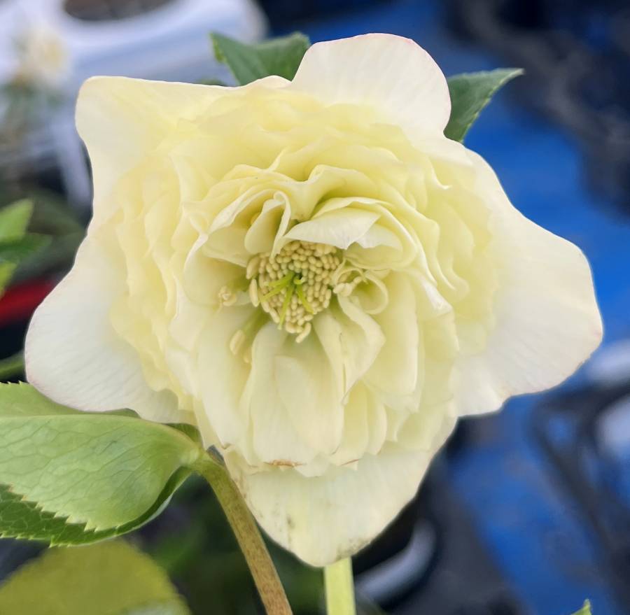 楽天市場】【現品】クリスマスローズ ダブル咲き グリーンリップ