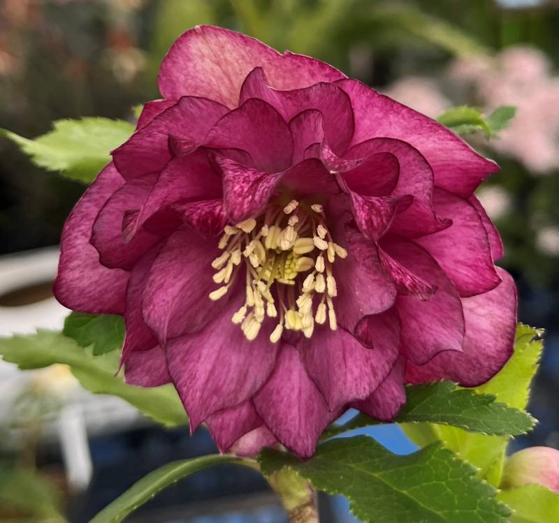 楽天市場】【訳あり/現品】クリスマスローズ ダブル咲き グリーン