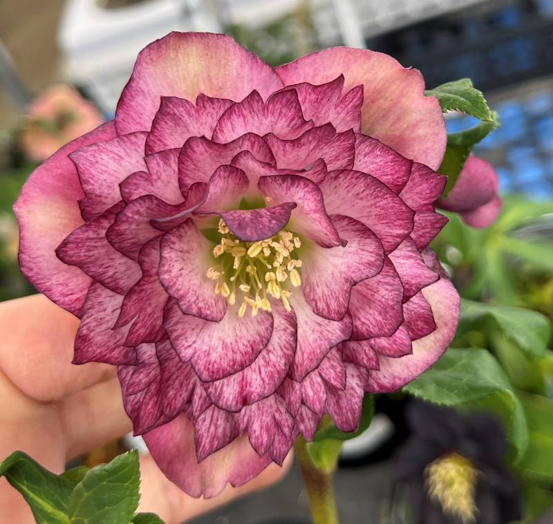 楽天市場】【現品】クリスマスローズ ダブル咲き ホワイトピンク系