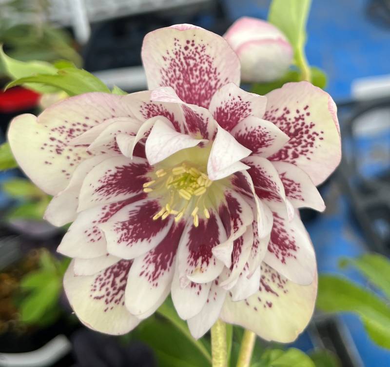 楽天市場】クリスマスローズ 開花見込み株 実生苗 ダブル咲き ホワイト