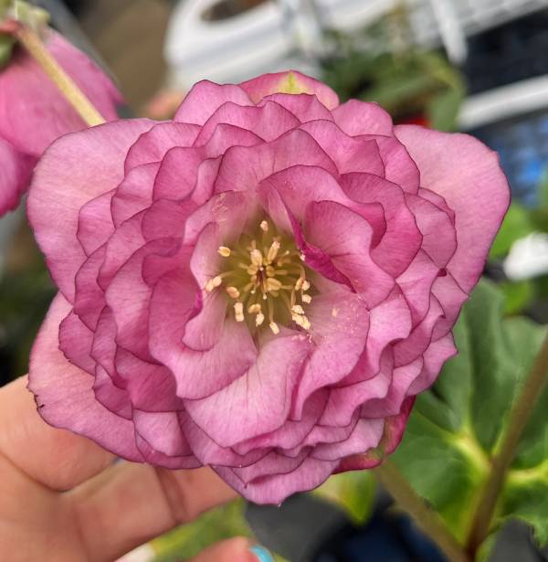 楽天市場】【現品】クリスマスローズ ダブル咲き ブラック系 ブロッチ