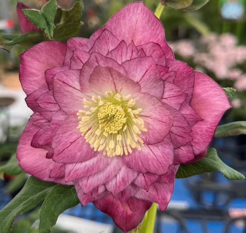 楽天市場】【自然開花株】【現品】クリスマスローズ ダブル咲き レッド