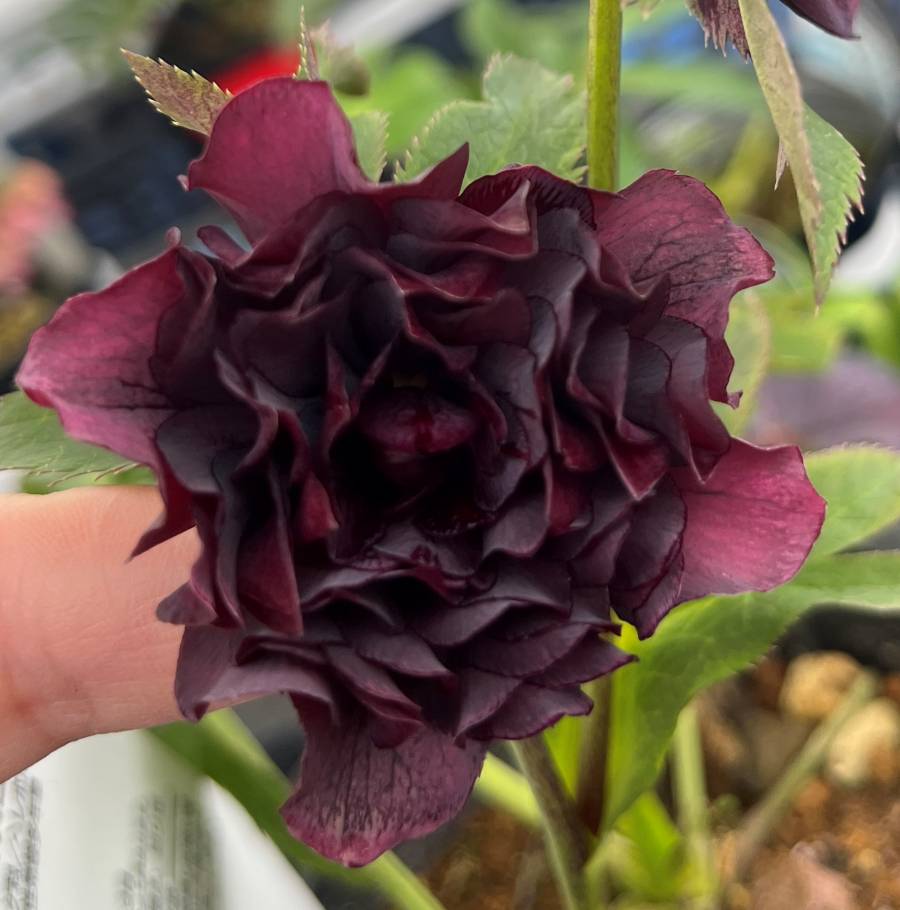 楽天市場】【現品】クリスマスローズ ウィンターシンフォニー