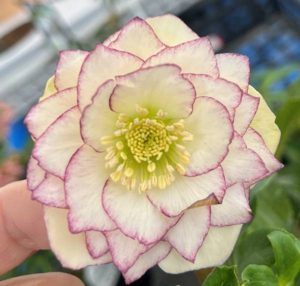 楽天市場】【現品】クリスマスローズ ダブル咲き レッド系 バイカラー