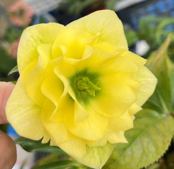 楽天市場】【現品】クリスマスローズ 多弁ダブル咲き 大株6号鉢植え