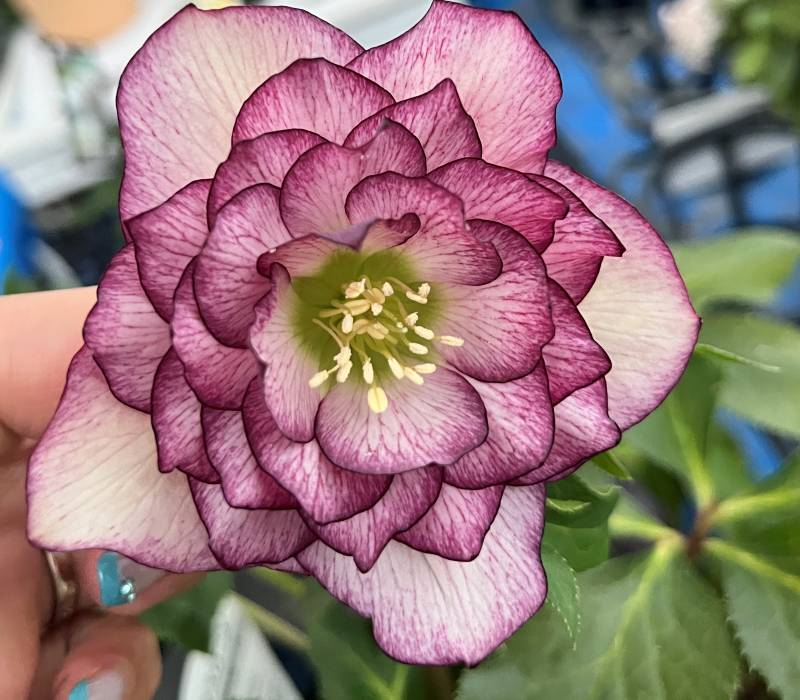 楽天市場】【現品】クリスマスローズ 多弁ダブル咲き ピンク系 バイ