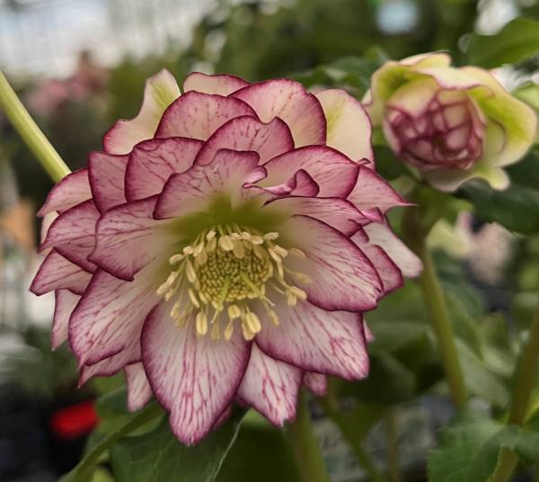 楽天市場】【現品】クリスマスローズ ダブル咲き ホワイト系 ピコティ