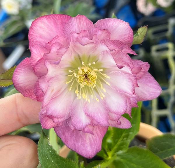 楽天市場】【現品】クリスマスローズ 多弁ダブル咲き イエロー系 5号